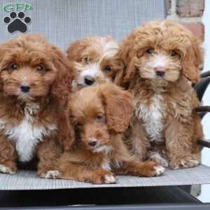 Cherrie, Cockapoo Puppy